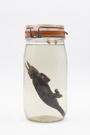 Objet appartenant à Paul Louis Creteur. Il le considère comme son 2e enfant. Photo © Alain Breyer