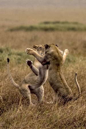 Jeux de lionnes, Réserve nationale du Maasaï Mara, Kenya © Y.Arthus-Bertrand Jeux de lionnes, Réserve nationale du Maasaï Mara, Kenya © Y.Arthus-Bertrand