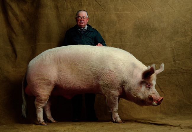 BAGNERES DE POULARD, porc Large White âgé de quatre ans, pesant 502 kg et mesurant 1,15 mètre de haut, Salon de l'Agriculture, Paris